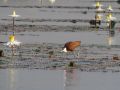 07 jacana a poitrine doree marchant a la surface de l eau